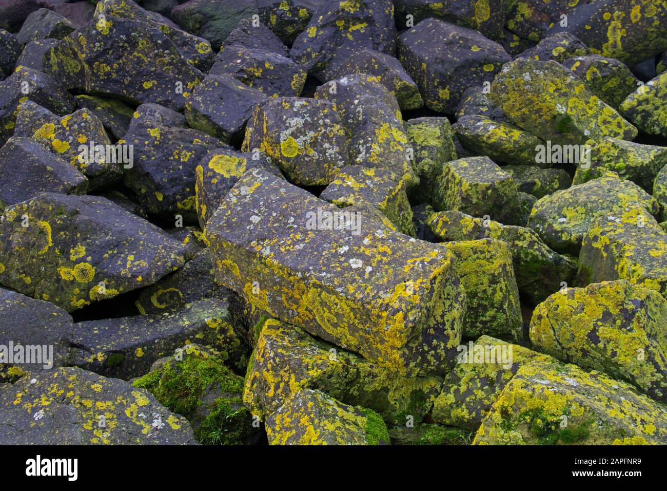 Blocchi di basalto neri cresciuti con licheni in una diga Foto Stock