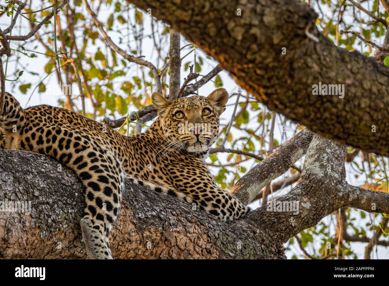 Leopardo su ramo di albero che guarda alla distanza Foto Stock