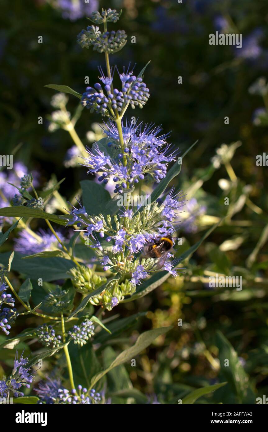 Barba blu (Caryopteris x clandonensis) 'celeste blu', arbusto in fiore Foto Stock