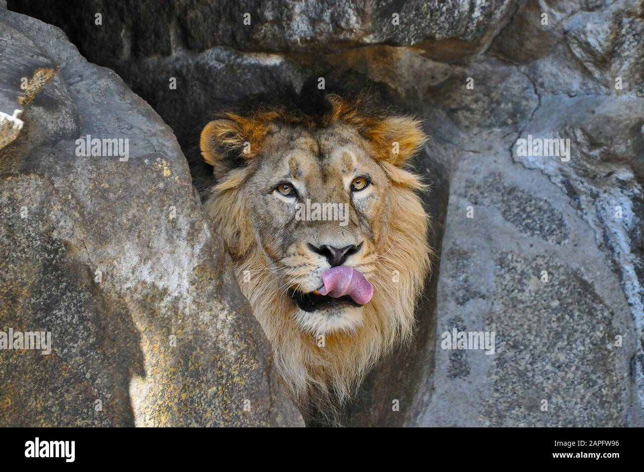 Un leone asiatico [Panthera leo persica] che si nasconde tra le rocce, osservando e ritendendo i denti lunghi Foto Stock