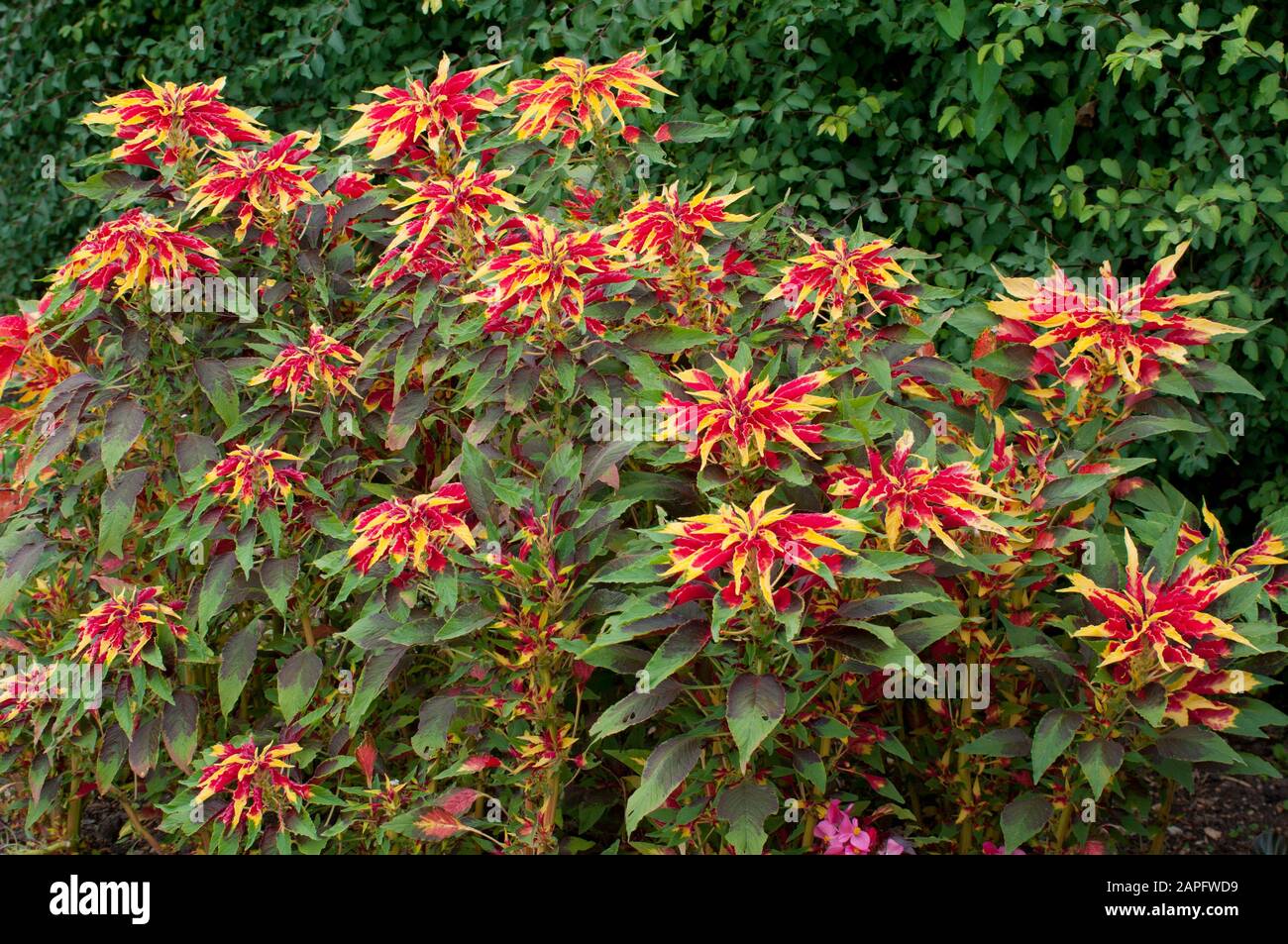 Tampala (Amaranthus tricolor) 'Spendens Perfecta' Foto Stock