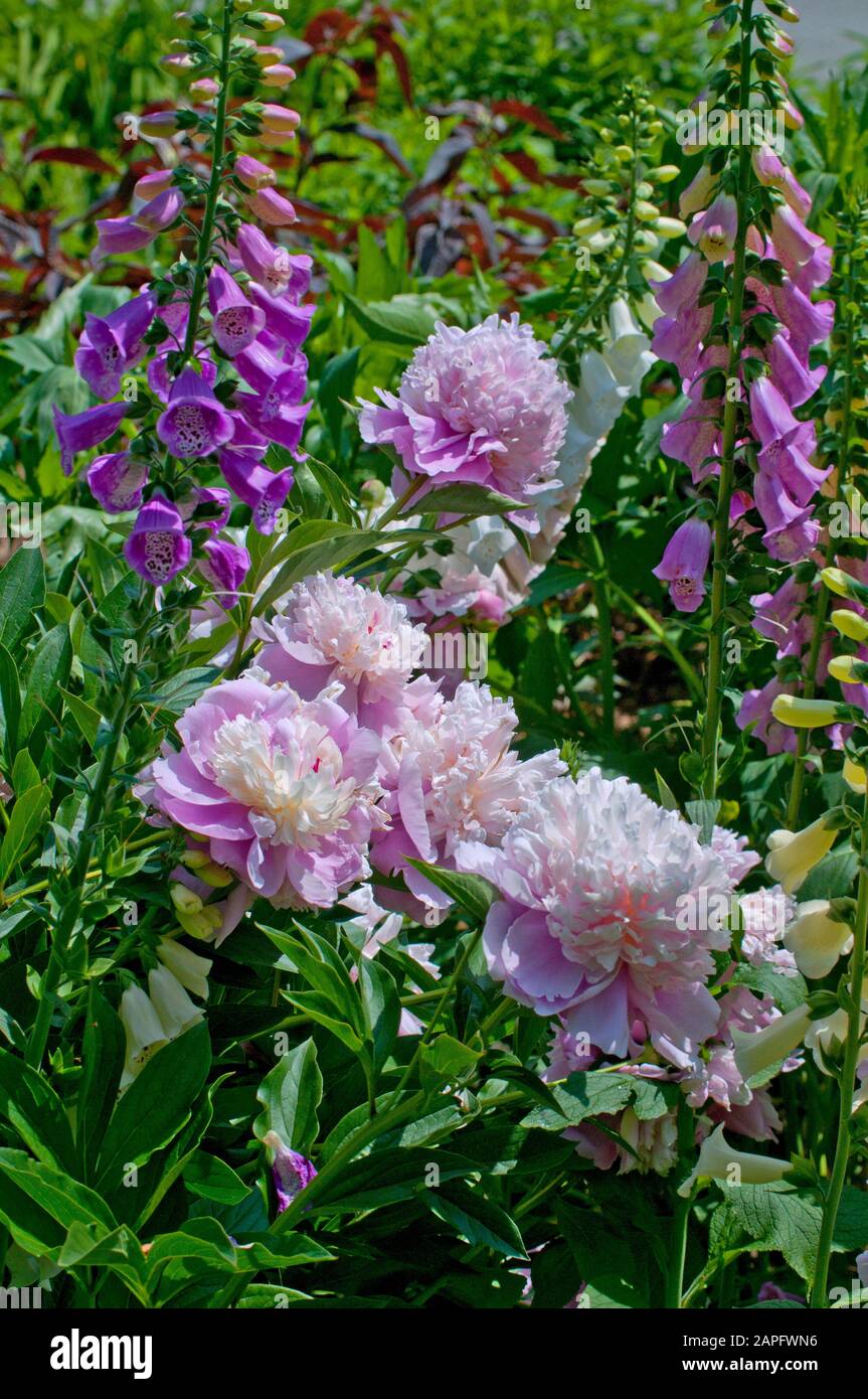 Guanto di volpe viola (Digitalis purpurea) e peonia da giardino (Paeonia lactiflora) 'Gloire de Charles Gombault' misto Foto Stock
