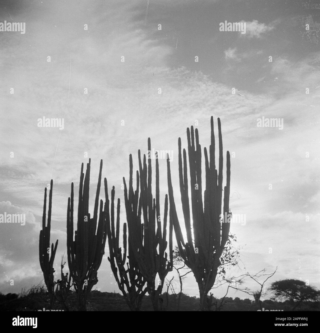 Viaggio in Suriname e Antille Olandesi Descrizione: Cactus on Curaçao Data: 1947 luogo: Curaçao Parole Chiave: Cactus Foto Stock