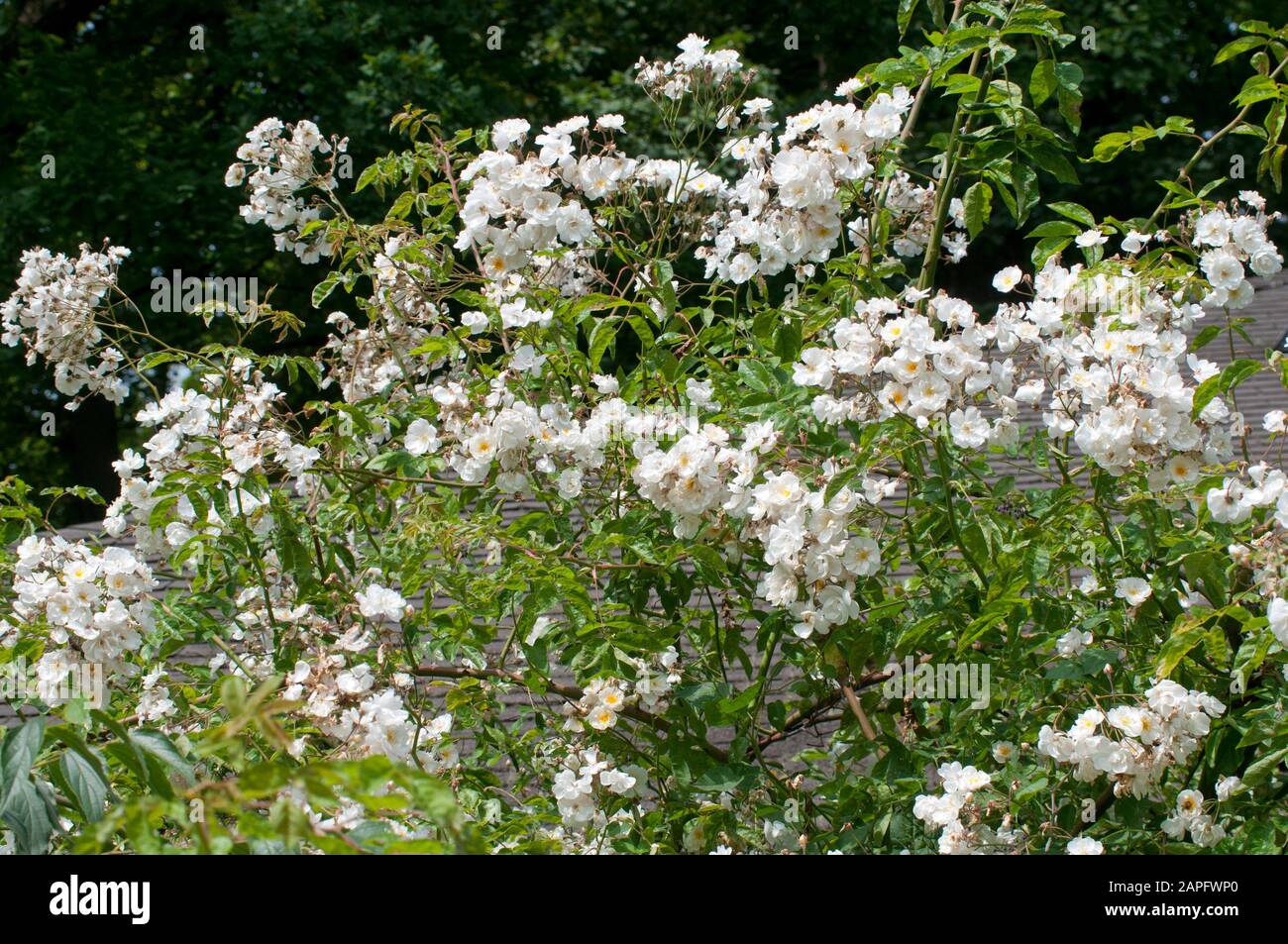 Rosa di vite bianca (Rosa x multiflora) 'Bobbie James', vivaio Sunningdale 196 Foto Stock
