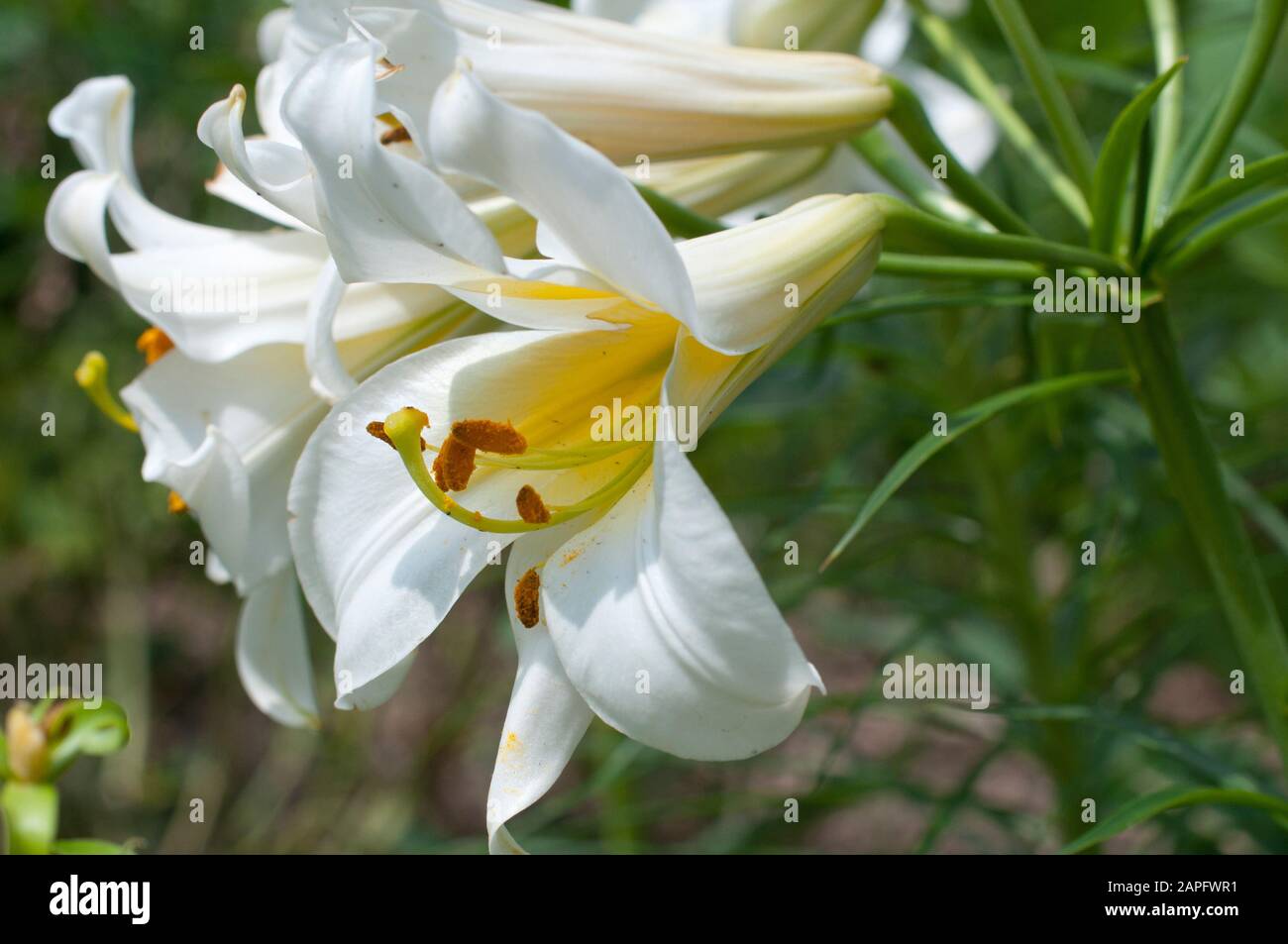 Regale Lily (Lilium regale) 'Alba', fiore Foto Stock