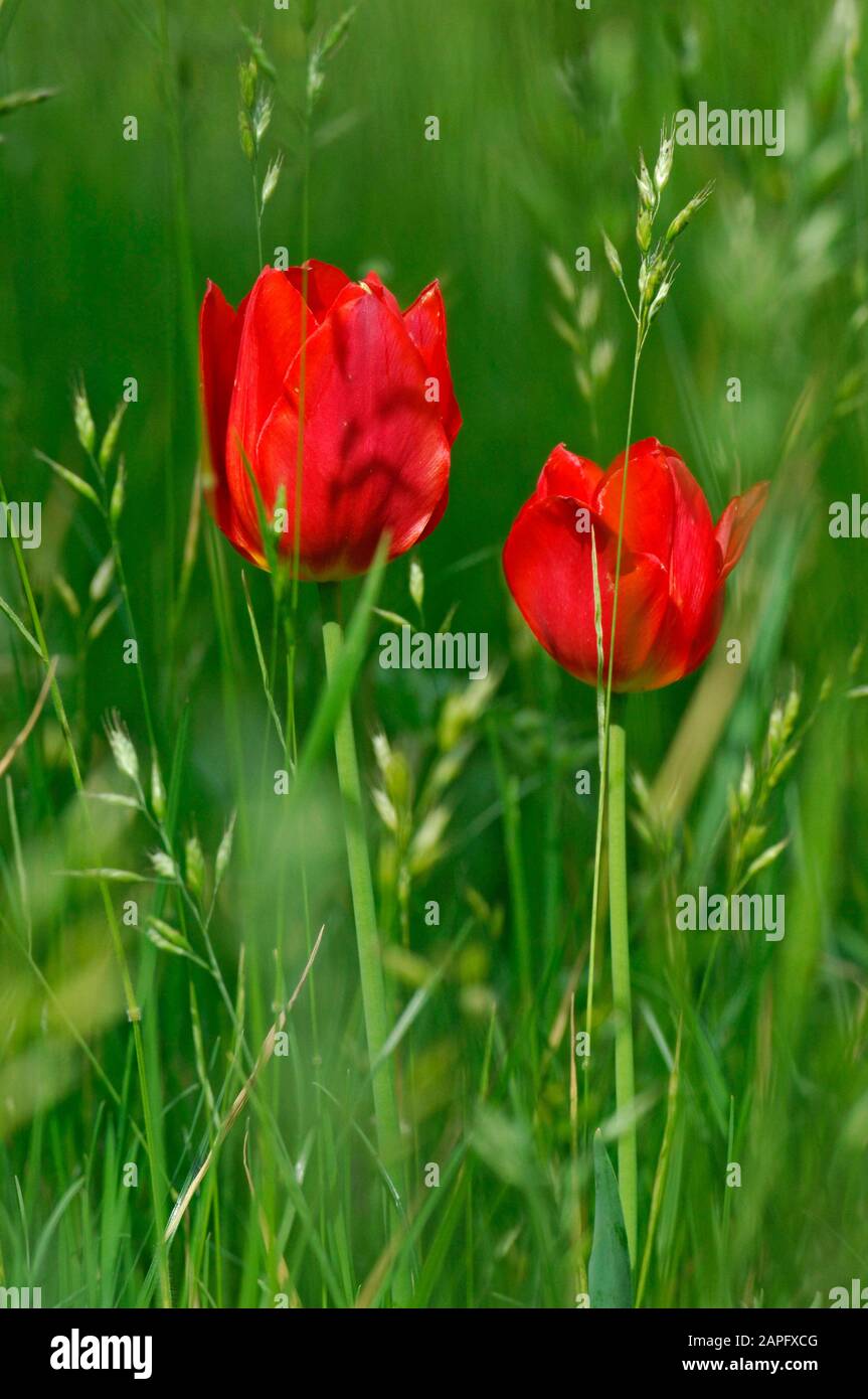 Tulipano (Tulipa sp) in giardino selvaggio Foto Stock