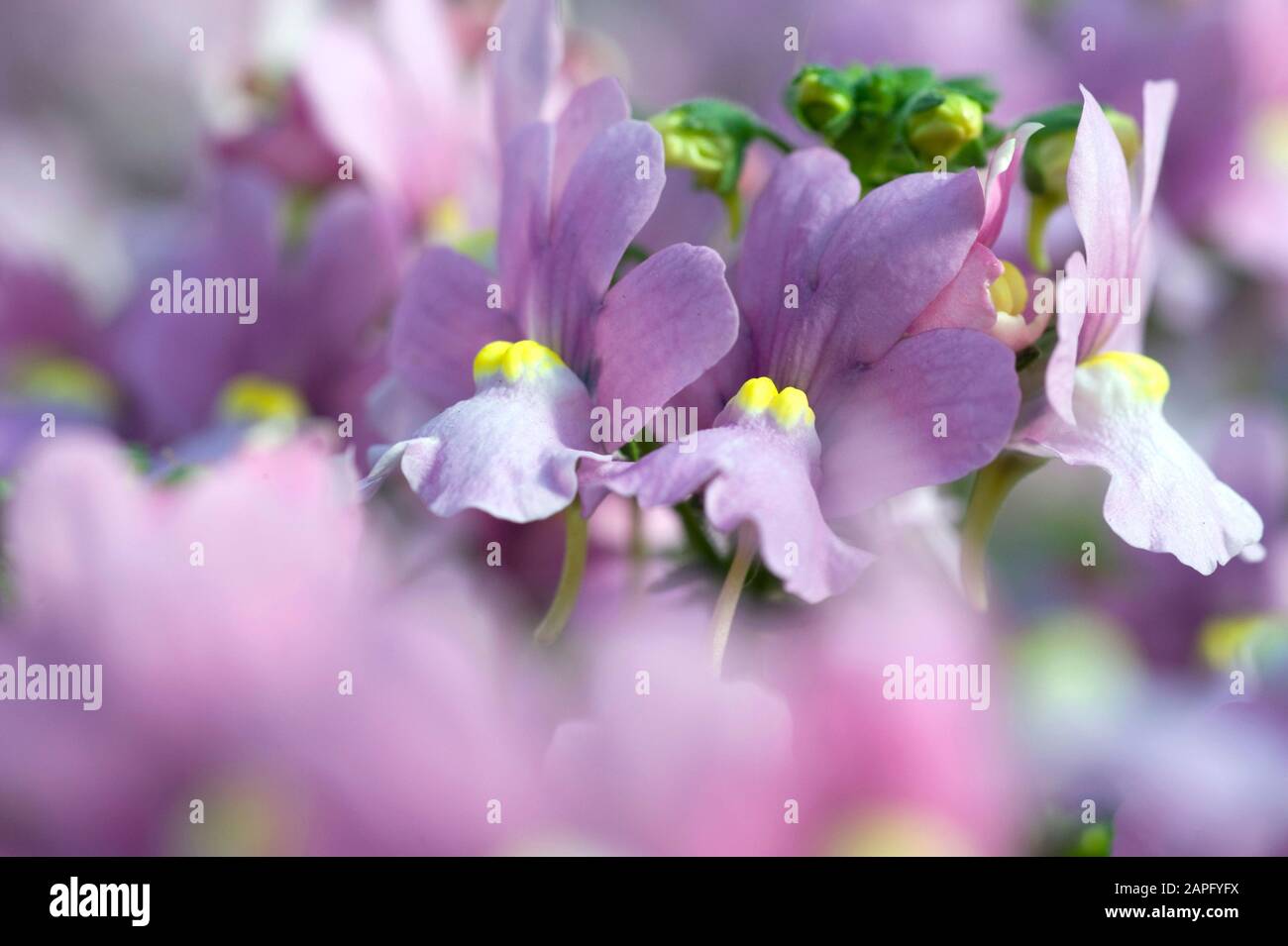 Capejewel (Nemesia fruticans sin. Nemesia fetens) fiori Foto Stock