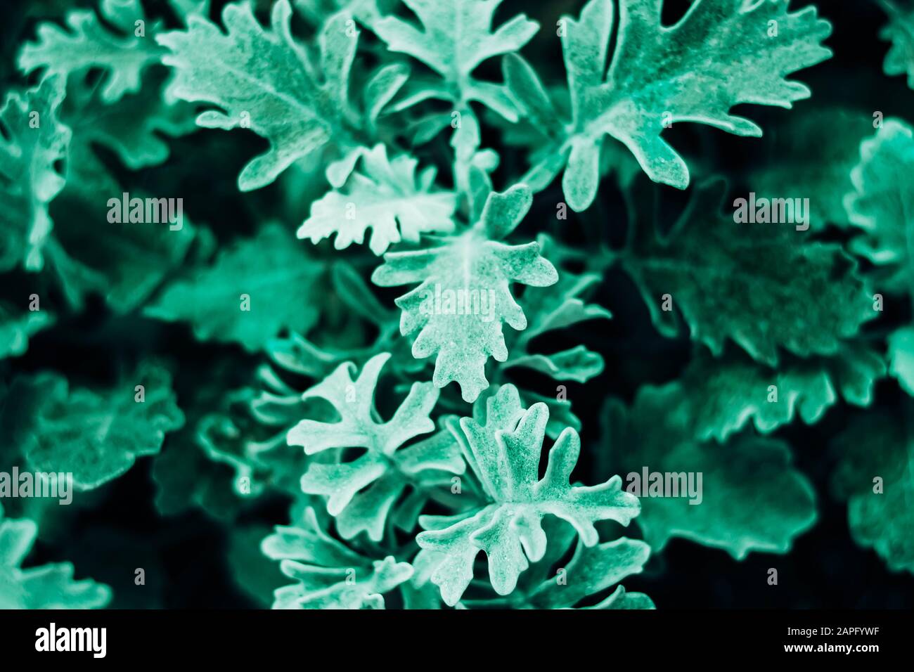 Pianta in colore neo menta. Elegante sfondo alla menta. Foto Stock