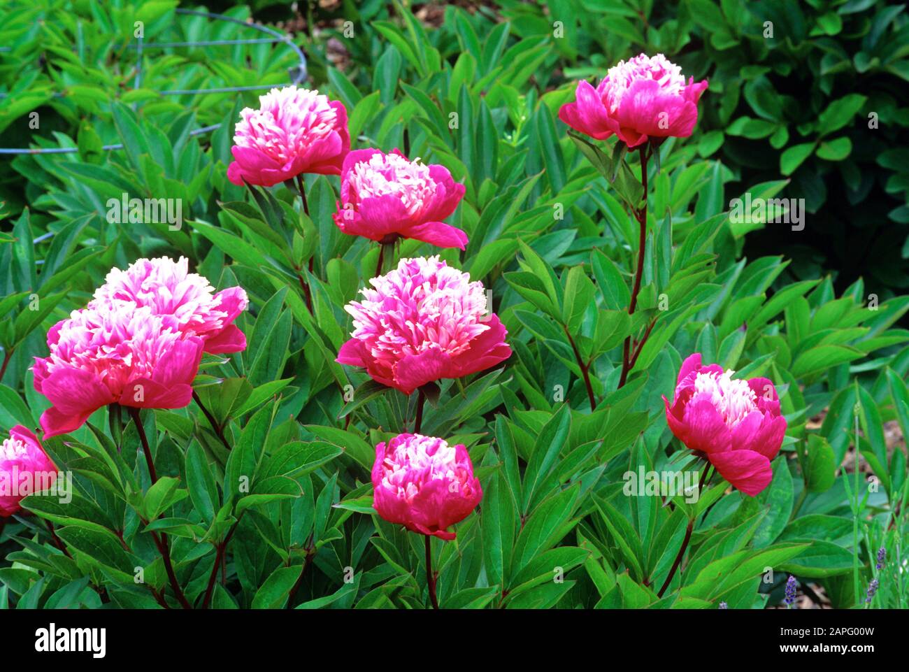 Peony (Paeonia lattiflora) fiori "Orb agic" in estate Foto Stock