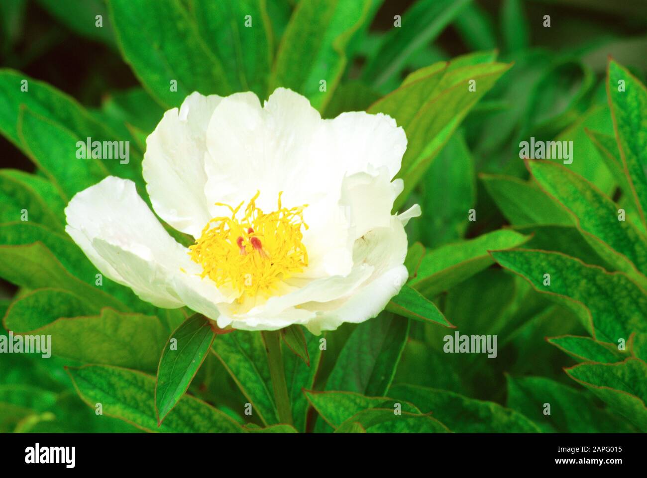 Peony (Paeonia lattiflora) 'White Wings' fiore in estate Foto Stock