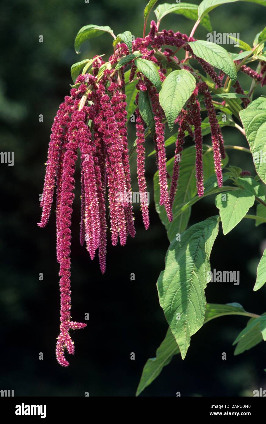 Sanguinamento amor-bugie (Amaranthus caudato) Foto Stock