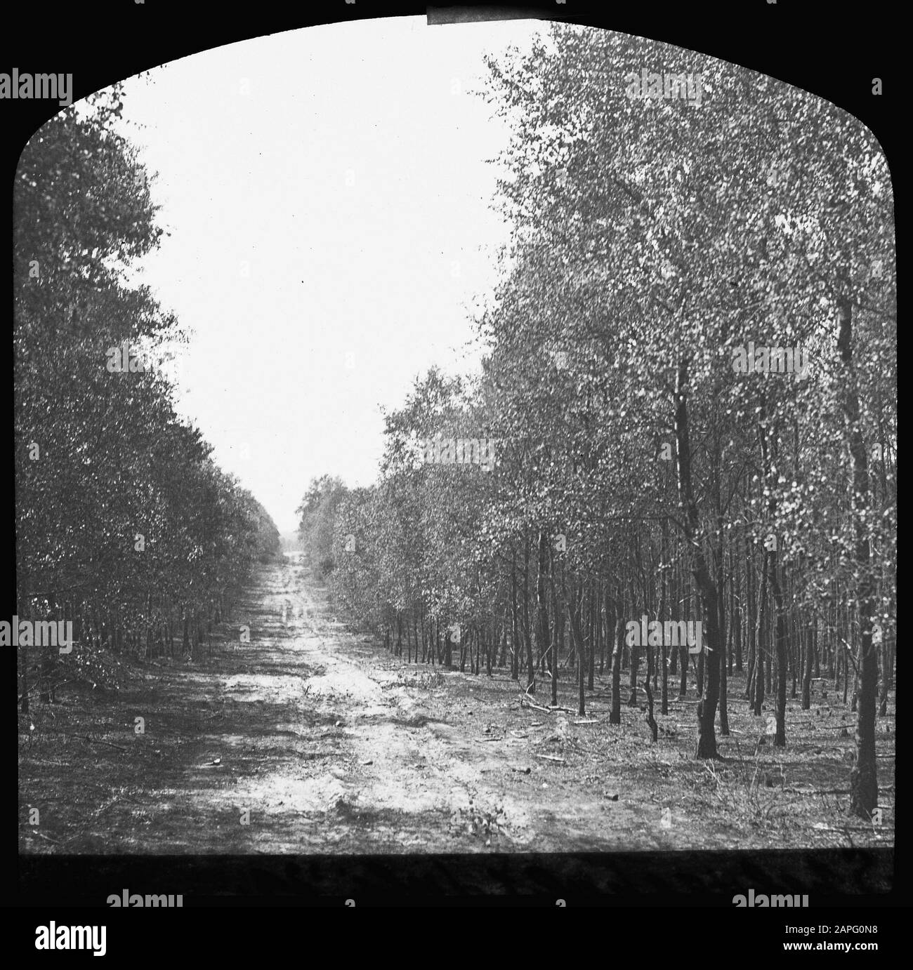 Foreste, incendi boschivi, Northweg Data: Undata: Luogo: Beekbergen, Gelderland, Spelderholt Parole Chiave: Foreste, incendi boschivi Nome personale: Noordweg Foto Stock