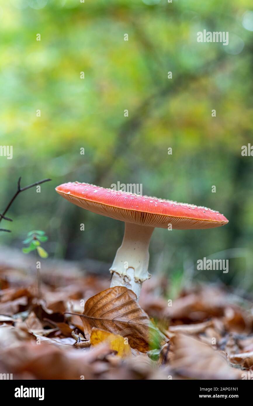 Fly Agaric (Amanita Muscaria) Sottobosco, Vosgi Del Nord, Mosella, Francia Foto Stock