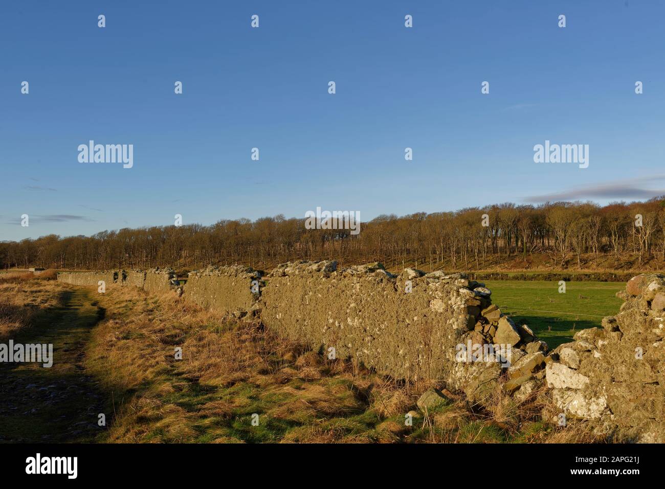 Il Sentiero della costa orientale scozzese a Johnshaven, con una sezione diritta di parete in pietra di Drystone danneggiata adiacente al sentiero Foto Stock