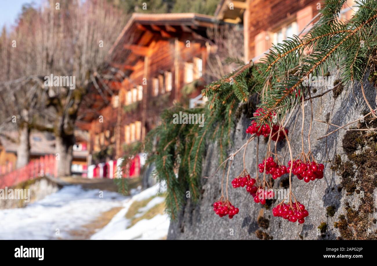 Inverno nelle Alpi fuori dal villaggio di Wengen, Svizzera. Bacche rosse in primo piano, chalet in legno con porte rosse in distanza. Foto Stock