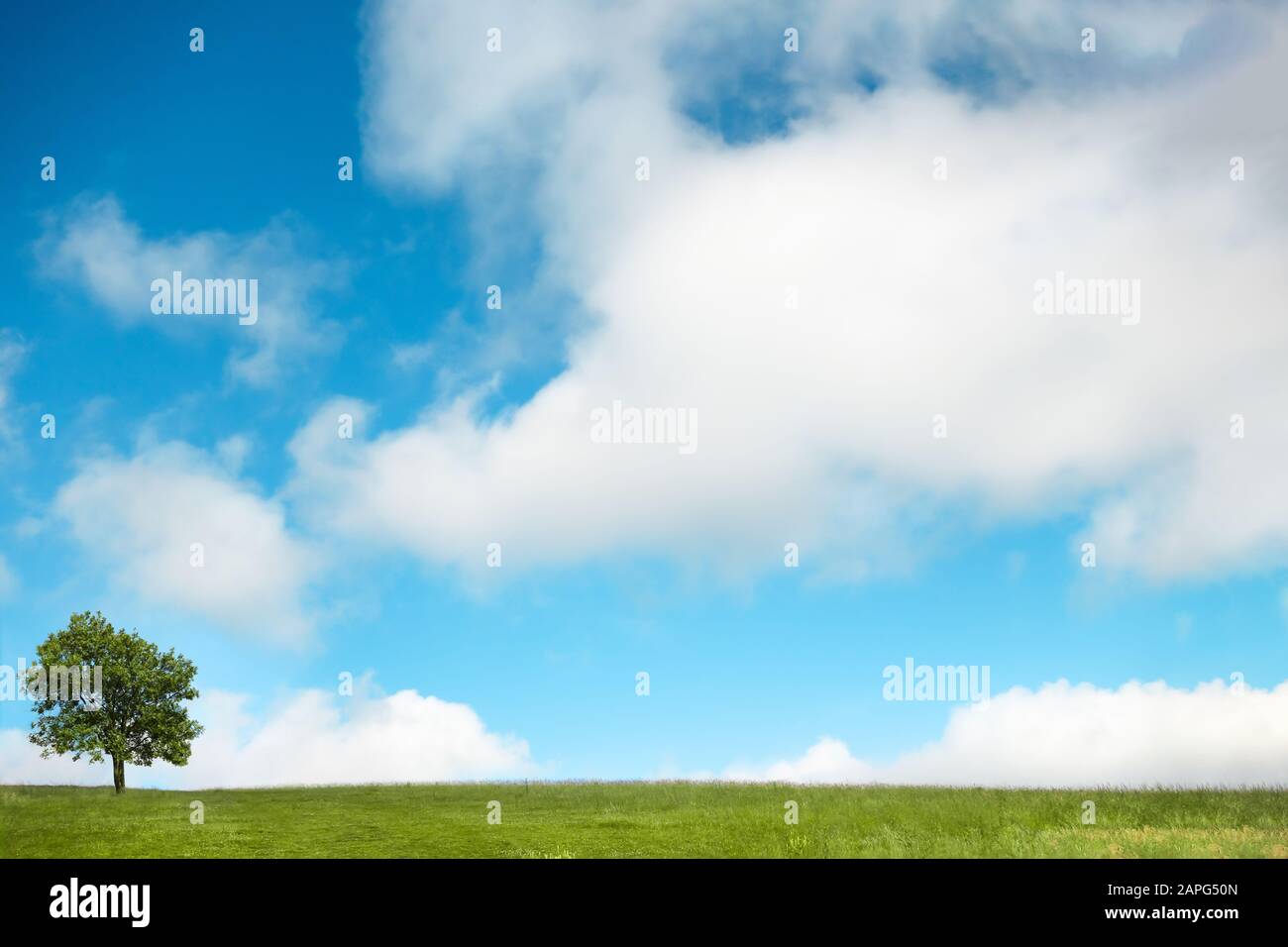 Un albero solitario che si erge a sinistra dell'orizzonte in un campo verde di erba contro un grande cielo blu con soffici nuvole bianche. Giornata luminosa e soleggiata. Foto Stock