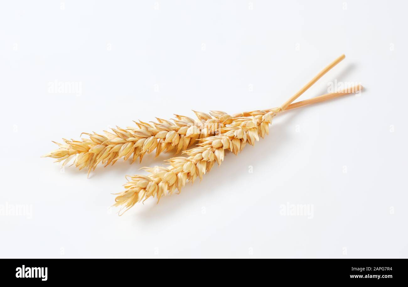 Due orecchie di grano su sfondo bianco Foto Stock