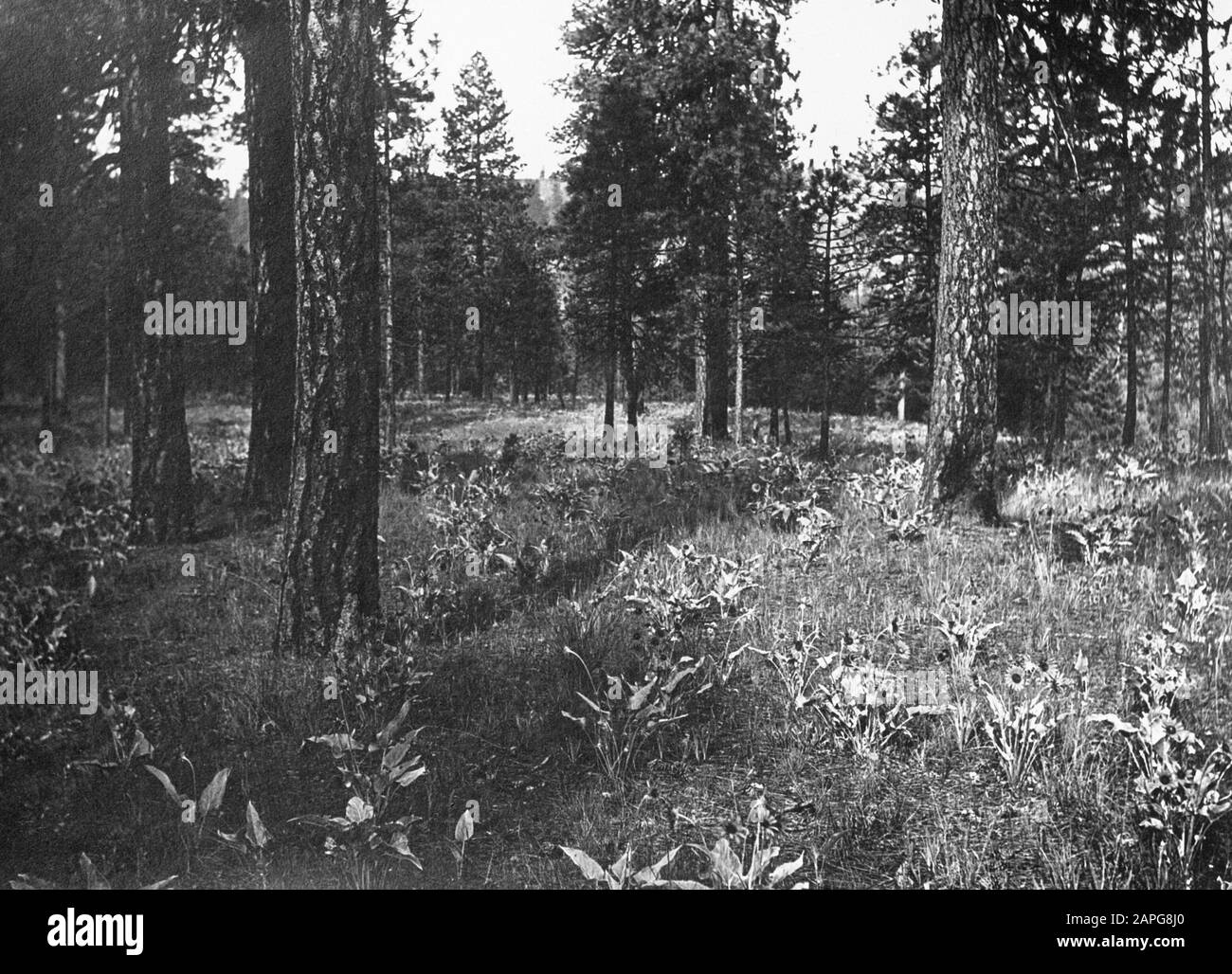 Selvicoltura, foreste volti Data: Non Data: Sede: Russia Parole Chiave: Silvicoltura, foreste volti Foto Stock