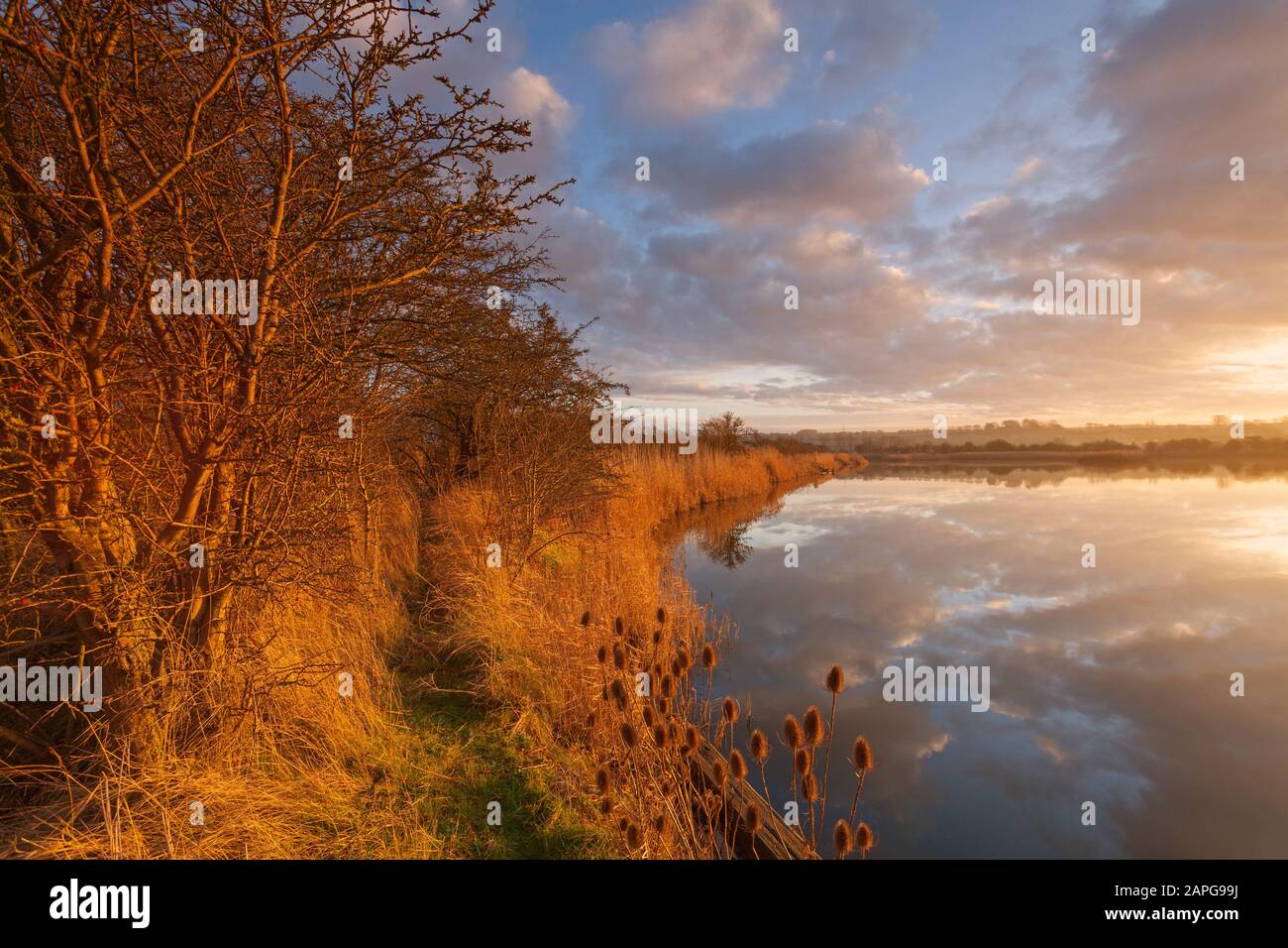 Luce serale presso La Riserva Naturale Nazionale Di Far Ings a Barton Upon Humber nel North Lincolnshire. Di proprietà del Lincolnshire Wildlife Trust Foto Stock