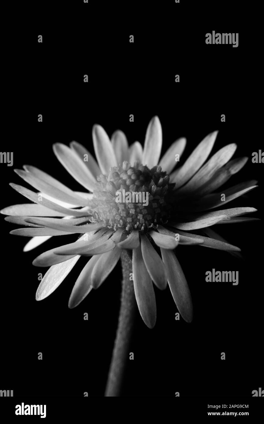 bella fiore bianco e nero, fotografia in bianco e nero di un fiore, bianco e nero, fotografia di fiori, sorprendente fiore in macro Foto Stock