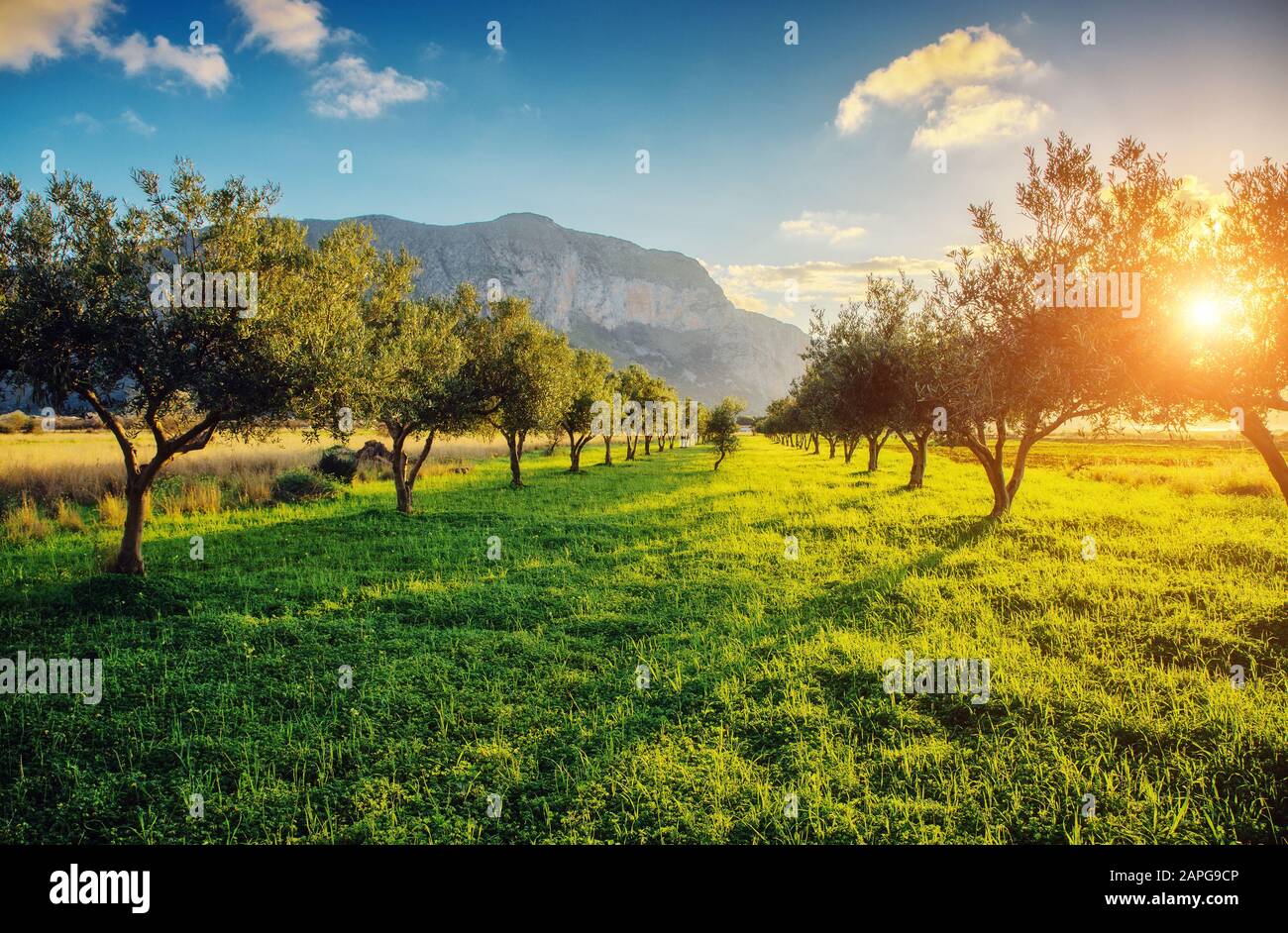 Fantastiche vedute del giardino che si illuminano alla luce del sole al crepuscolo. Clima mediterraneo. Scena drammatica e pittoresca. Luogo Sicilia Foto Stock