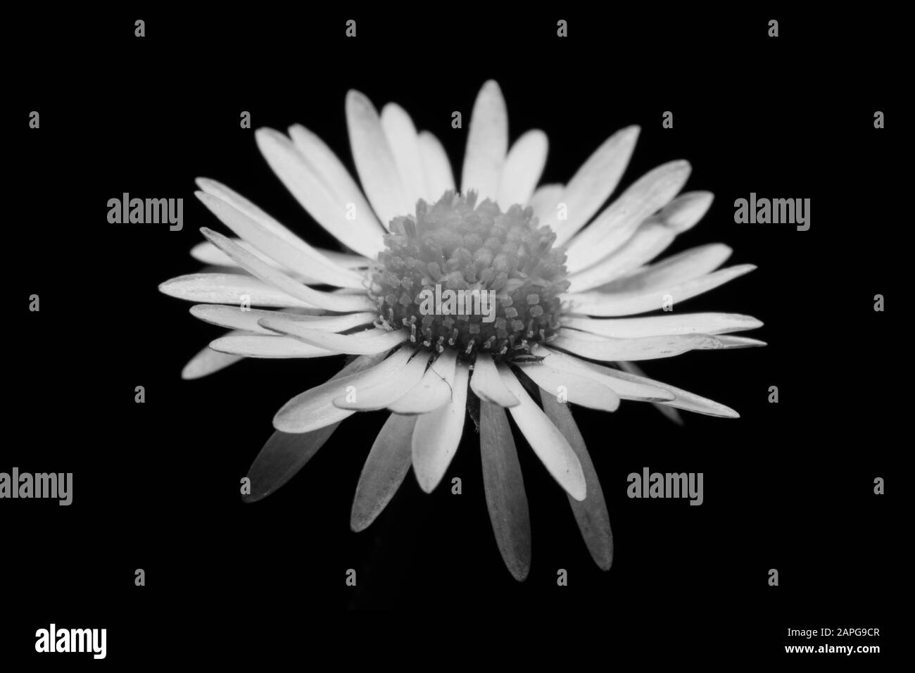 fiore in dettaglio bianco e nero Foto Stock