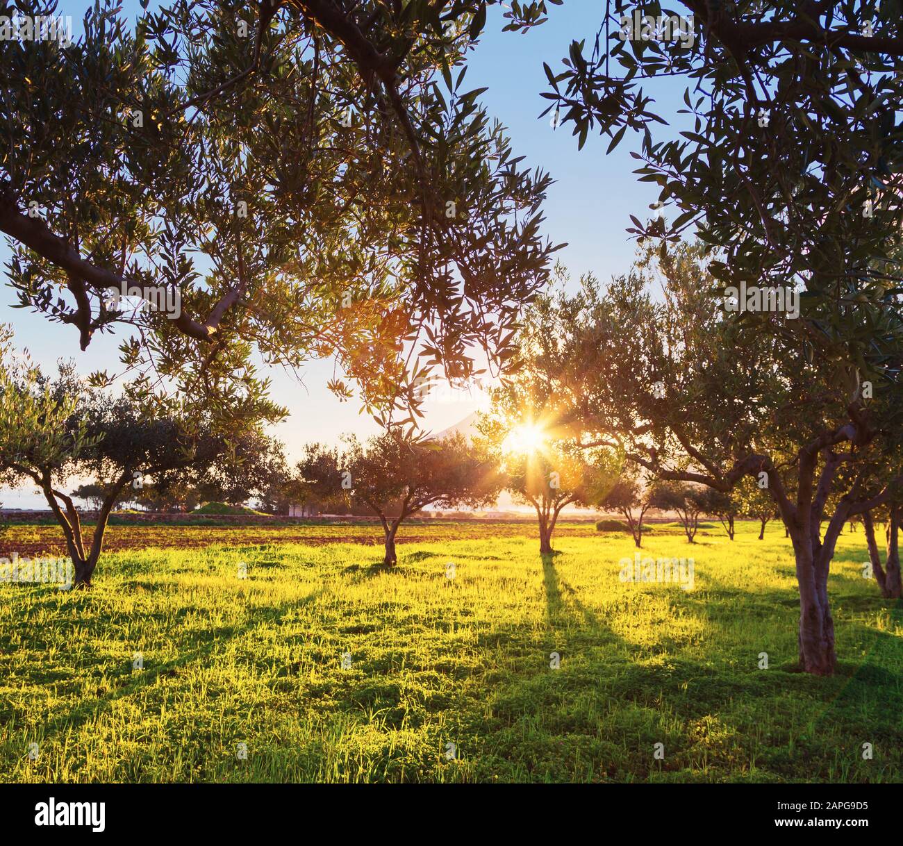 Fantastiche vedute del giardino che si illuminano alla luce del sole al crepuscolo. Clima mediterraneo. Scena drammatica e pittoresca. Luogo Sicilia Foto Stock