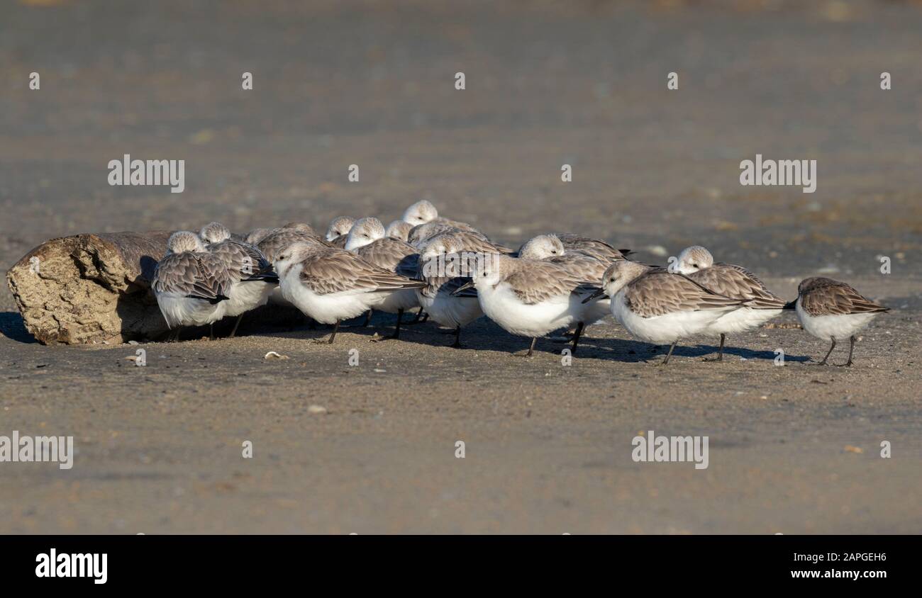 Sanderlings (Calidris alba) nascosto dal forte vento dietro un pezzo di legno di deriva sulla spiaggia dell'oceano, Galveston, Texas, Stati Uniti Foto Stock