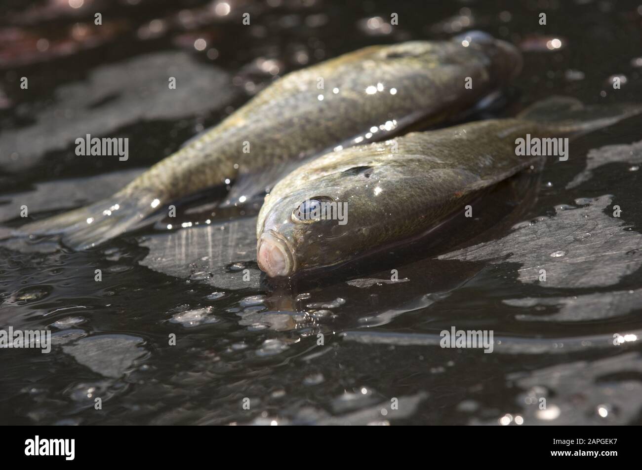 Closeup di trote di lago morto sotto le luci circondate da acqua con sfondo sfocato Foto Stock