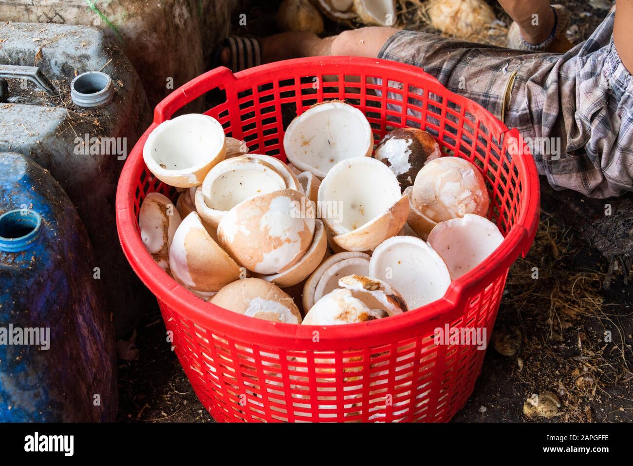 Noci di cocco crude in cestino di plastica rossa, delta del Mekong, Vietnam Foto Stock