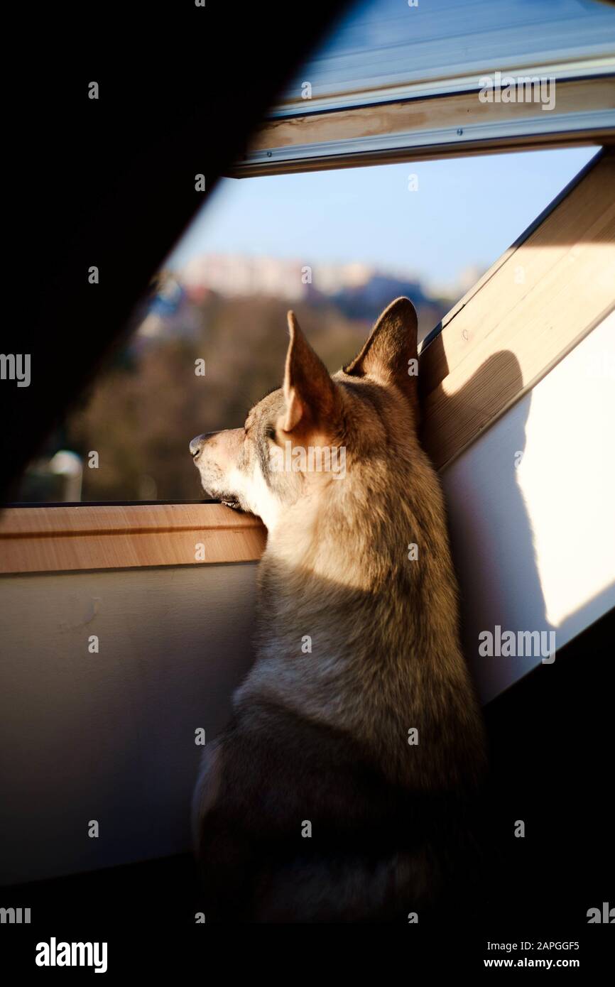 Dietro colpo di un cane adorabile guardando fuori del finestra in una giornata di sole Foto Stock