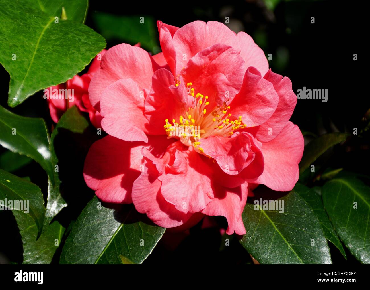 Bel colore rosa di fiori tropicali Camellia cinesi Foto Stock