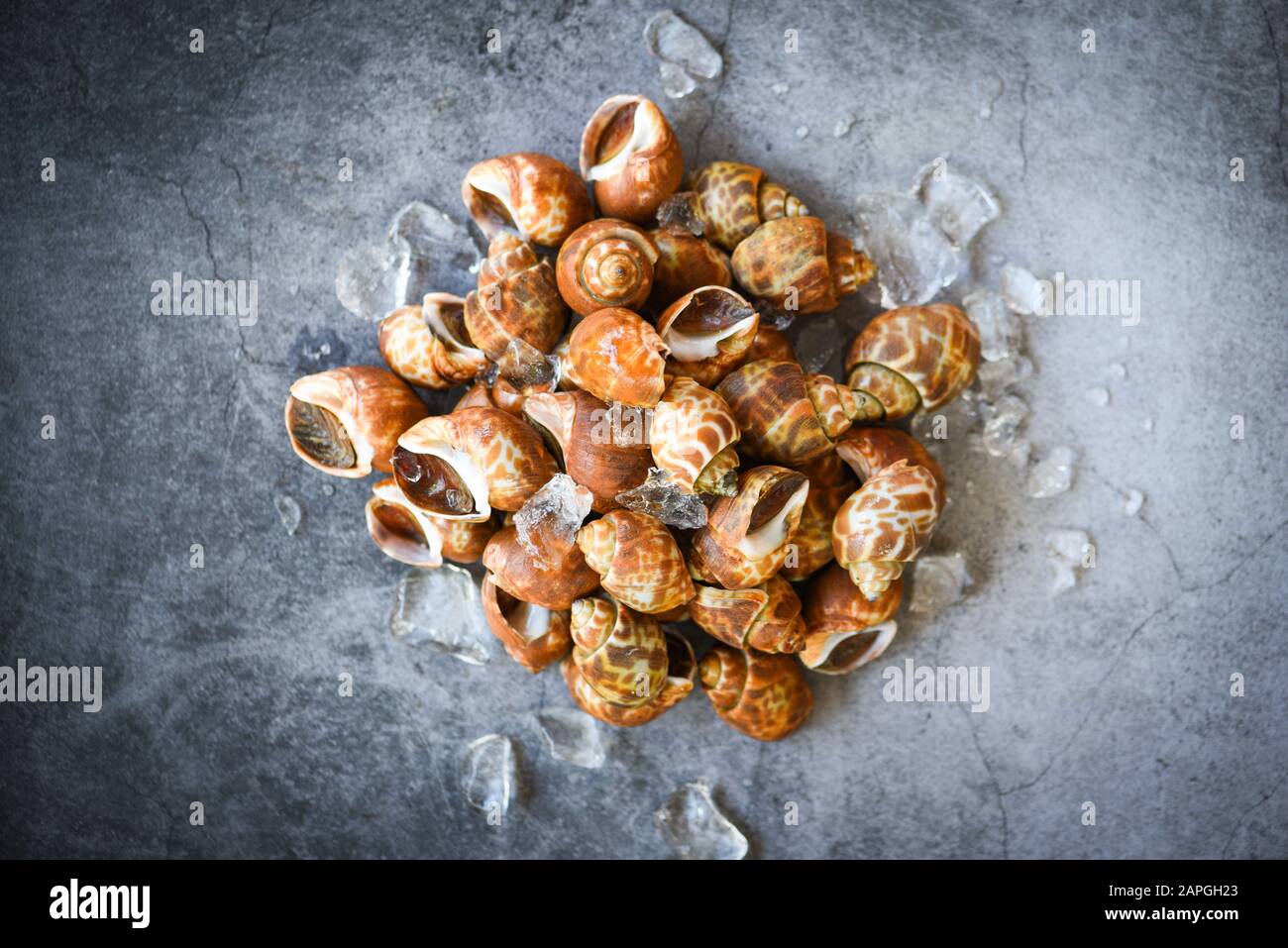 Babylonia areolata crostacei frutti di mare su ghiaccio pronto per mangiare o cotte / Spotted Babilonia conchiglia di mare limpet Foto Stock