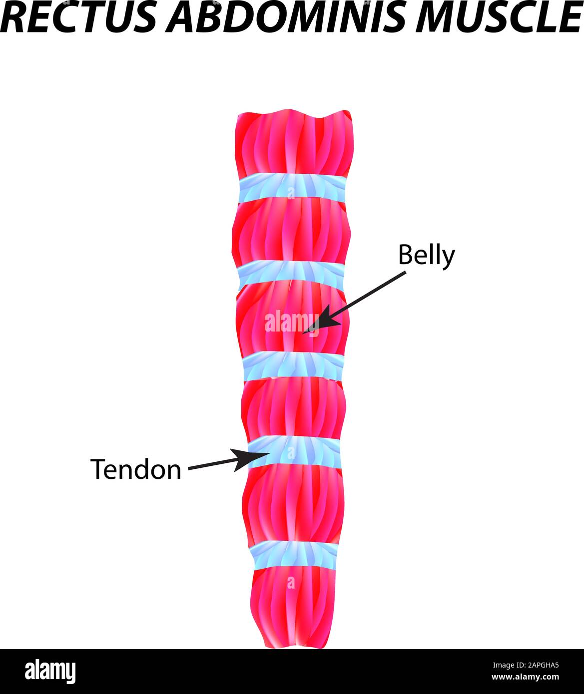 La struttura del muscolo scheletrico. Tendine. Infografiche. Illustrazione vettoriale su sfondo isolato. Illustrazione Vettoriale