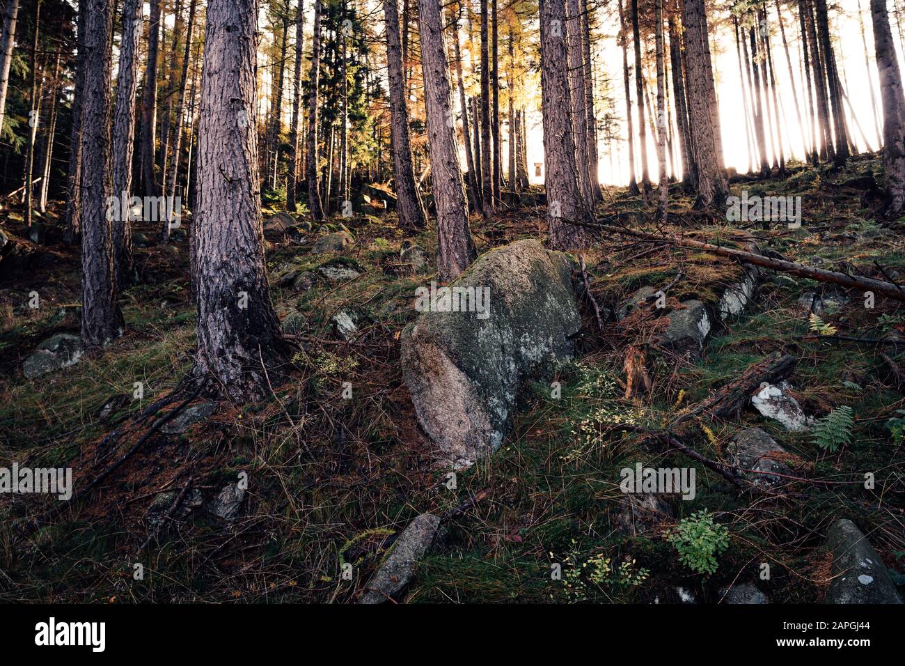 Alba nella foresta di Harz Foto Stock