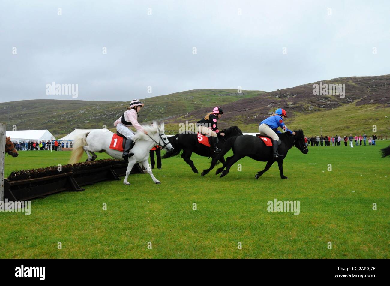 Evento Shetland Grand National che si tiene allo spettacolo Shetland Pony & Breeders 2019 a Lerwick Shetland Foto Stock