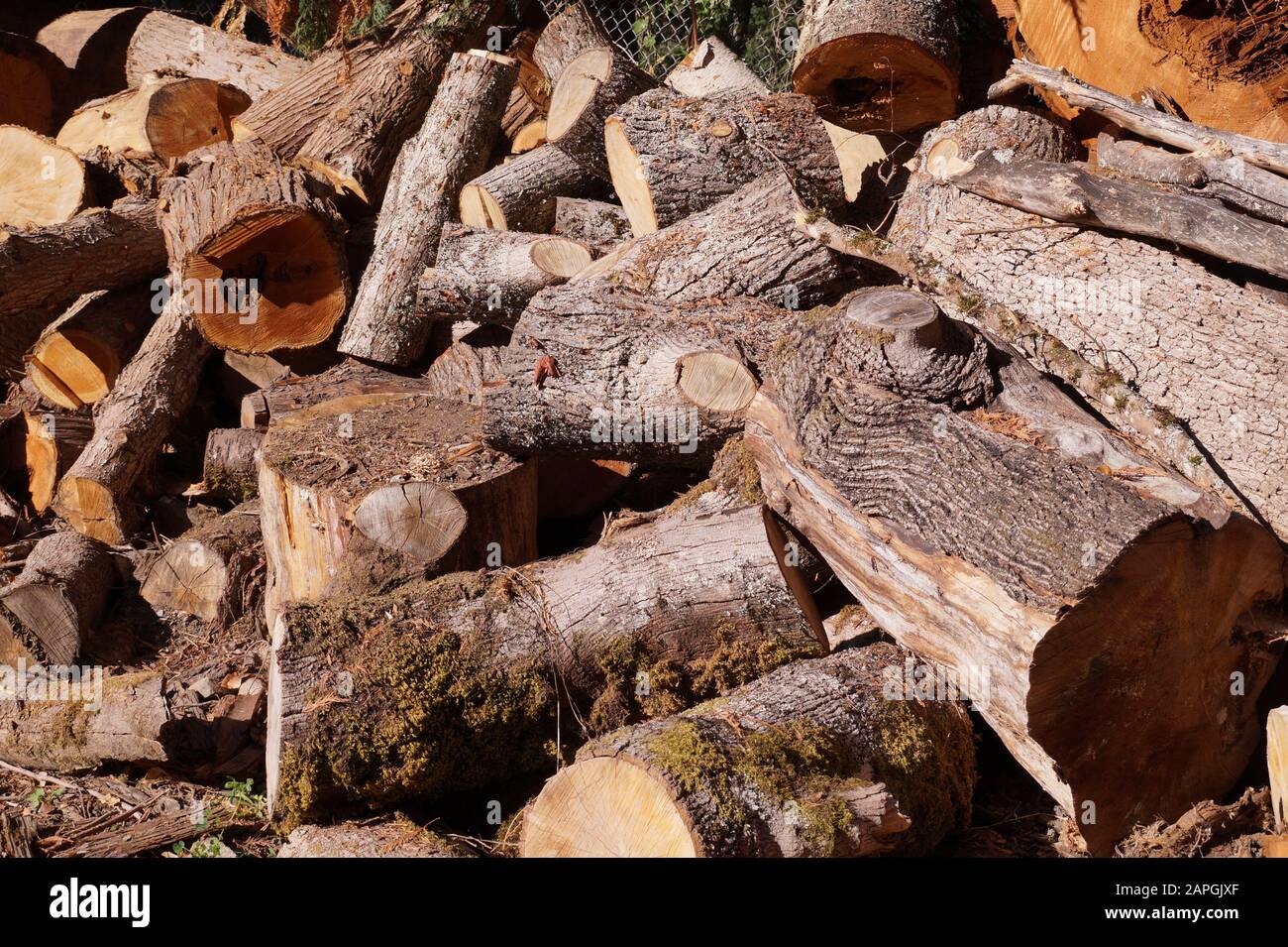 Un mucchio di vari tipi di legna da ardere. Pila predisposta per l'asciugatura. Foto Stock