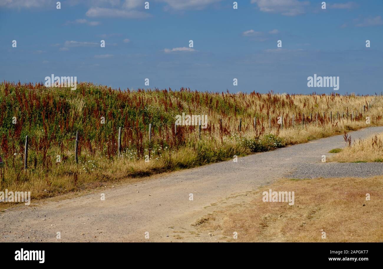 Un sentiero accanto ai campi della Riserva Naturale Medmerry, un sistema di protezione dalle inondazioni dell'Agenzia dell'ambiente a Sidlesham, West Sussex, Inghilterra. Foto Stock