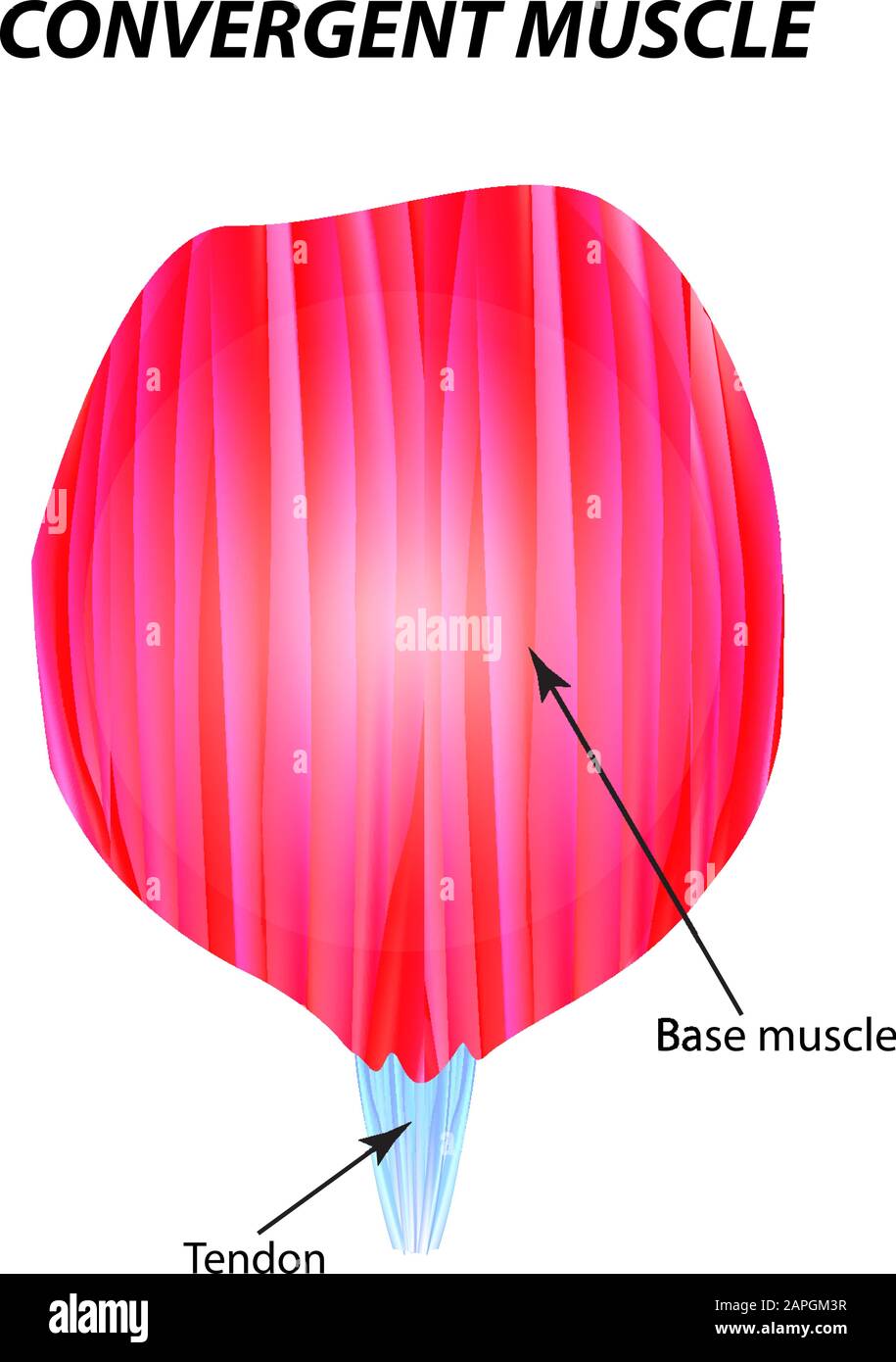 La struttura del muscolo scheletrico. Muscolo convergente. Tendine. Infografiche. Illustrazione vettoriale su sfondo isolato. Illustrazione Vettoriale