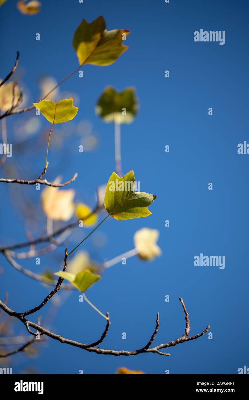 Foglie di un albero contro il cielo blu alla luce del sole in autunno a Kew Gardens, Londra, Regno Unito Foto Stock