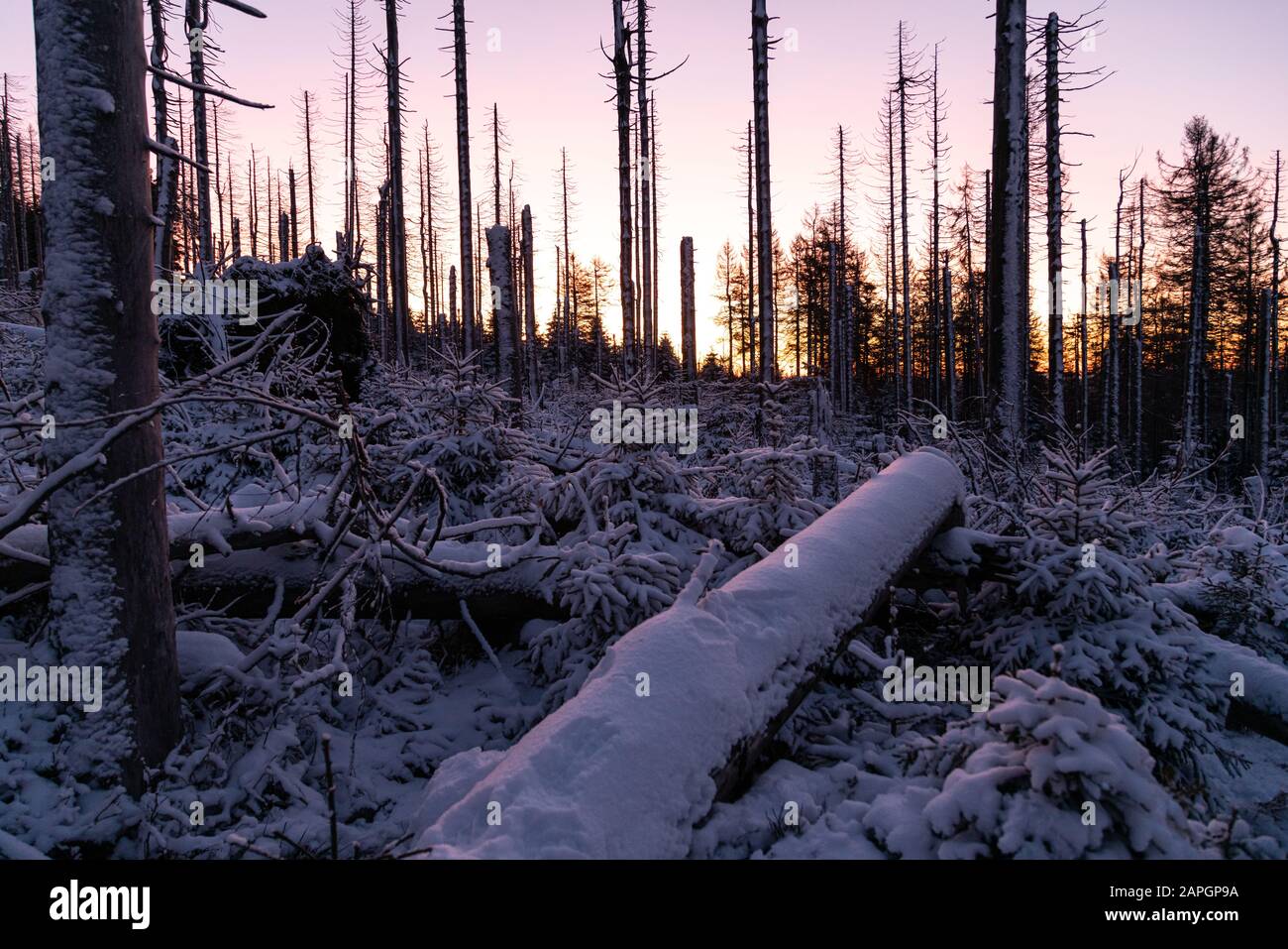 Alba nella foresta fredda di Harz. Terreno boschivo coperto di neve con legno morto Foto Stock