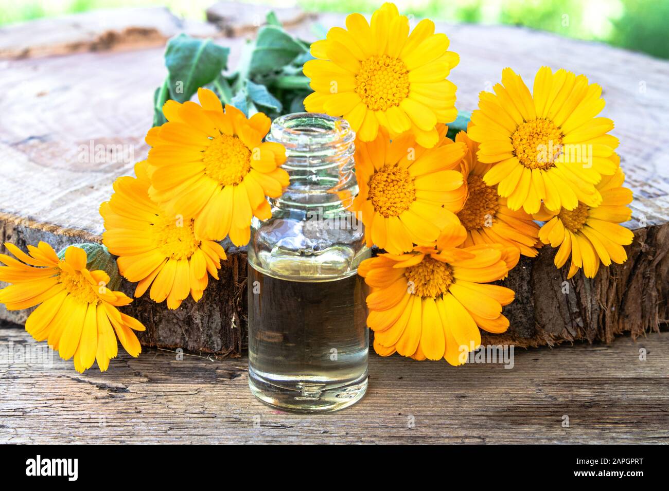 Aromatherapy olio essenziale con fiori di calendula su uno sfondo di legno  in natura. Estratto di tintura di calendula. Piante medicinali Foto stock -  Alamy