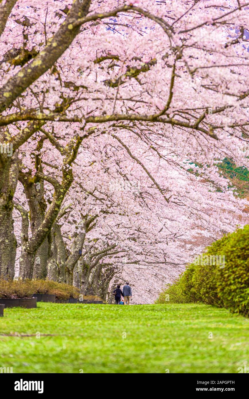 Fuji Reien Cemetery, Shizuoka, Japan in spring season. Foto Stock