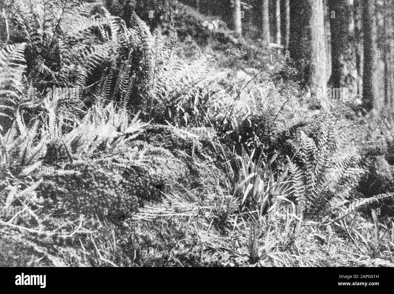 Danneggiato Data: Parole Chiave non date: Selvicoltura, selvicoltura, estero Nome personale: Vela Foto Stock