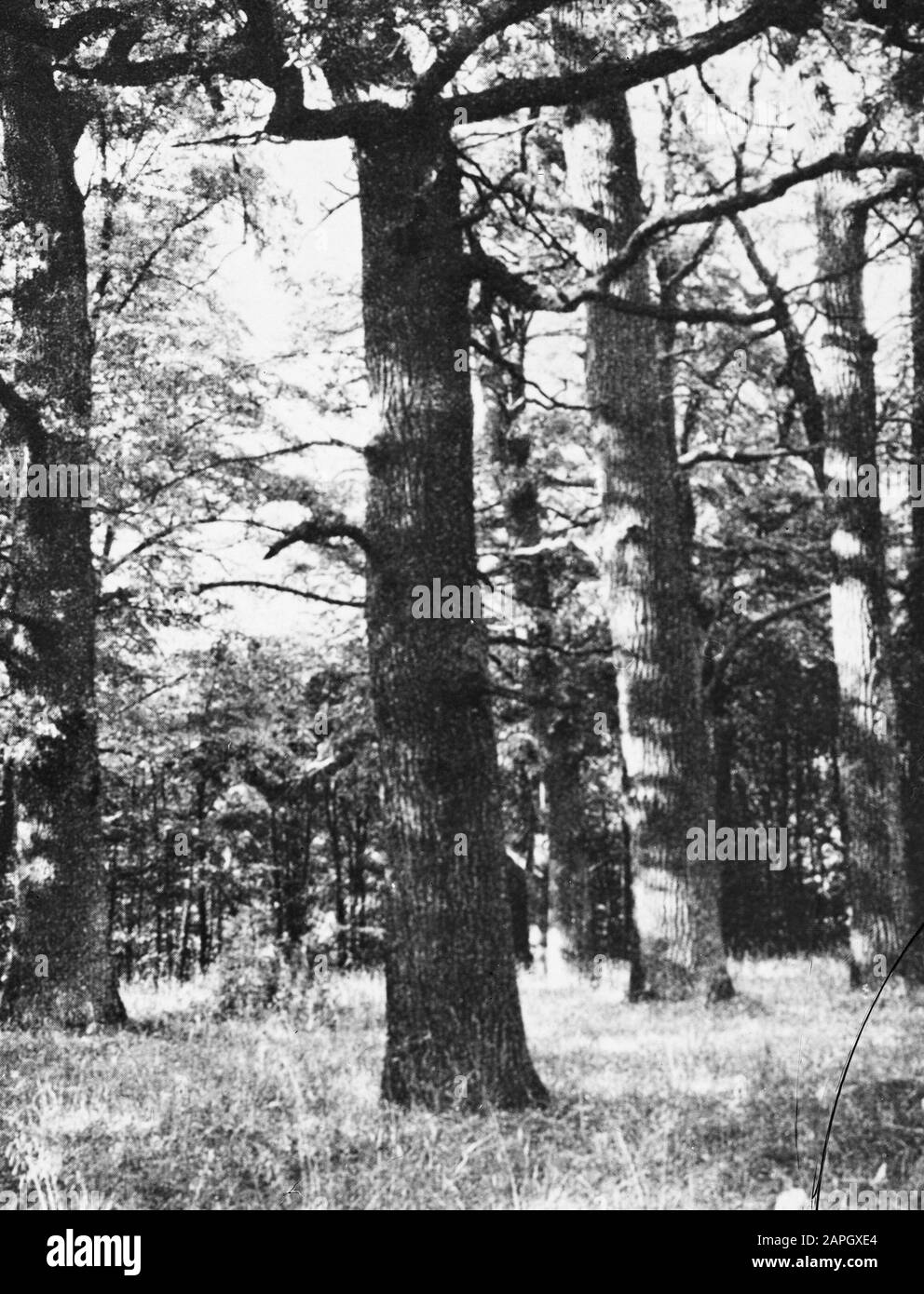 Selvicoltura, estero, Vista foresta, quercia Data: Parole Chiave non specificate: Foresta, Vista foresta, estero Nome personale: Oak Foto Stock