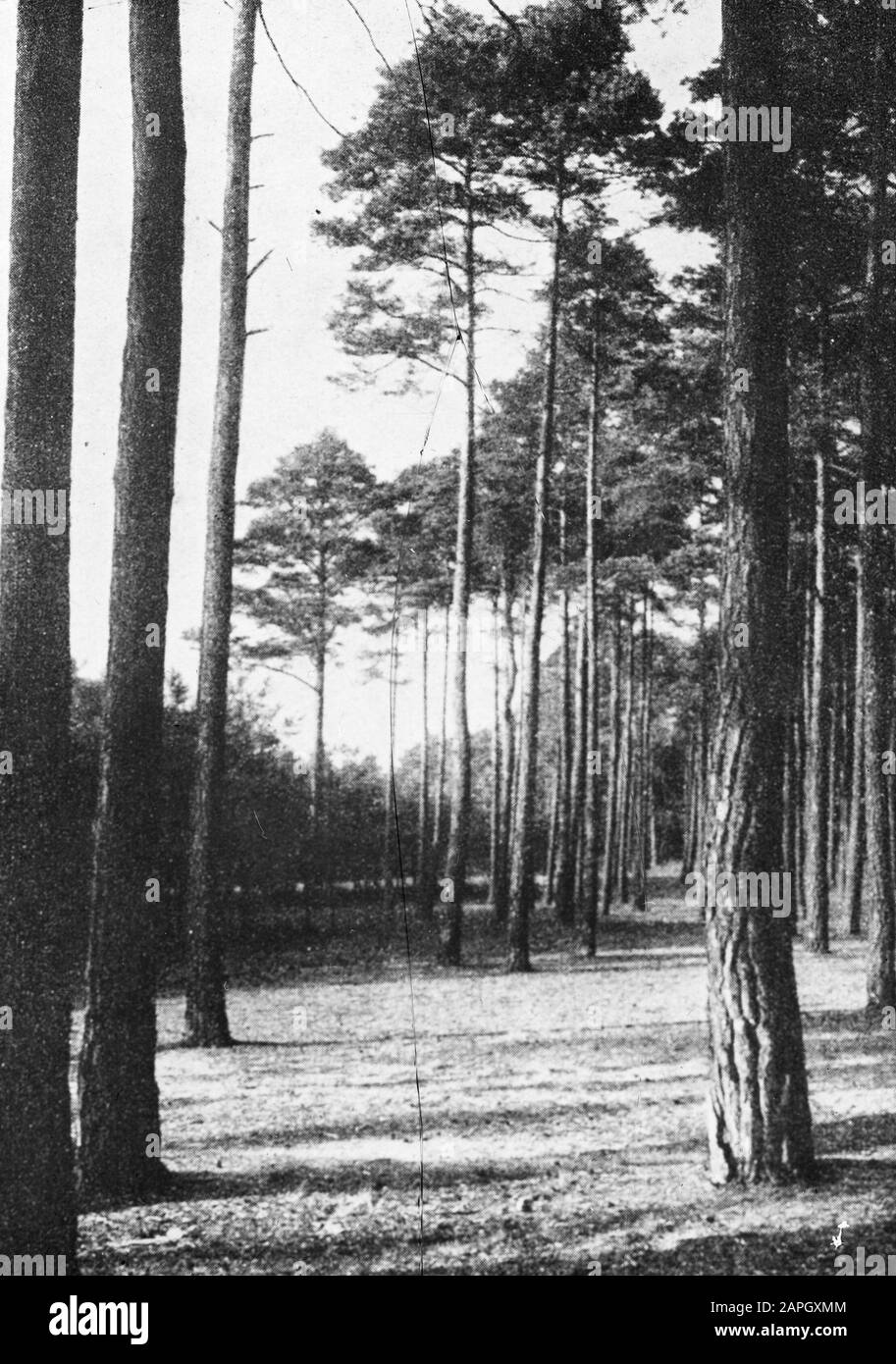 Data di danneggiamento: Parole Chiave non date: Selvicoltura, silvicoltura, estero Nome personale: Groveden Foto Stock