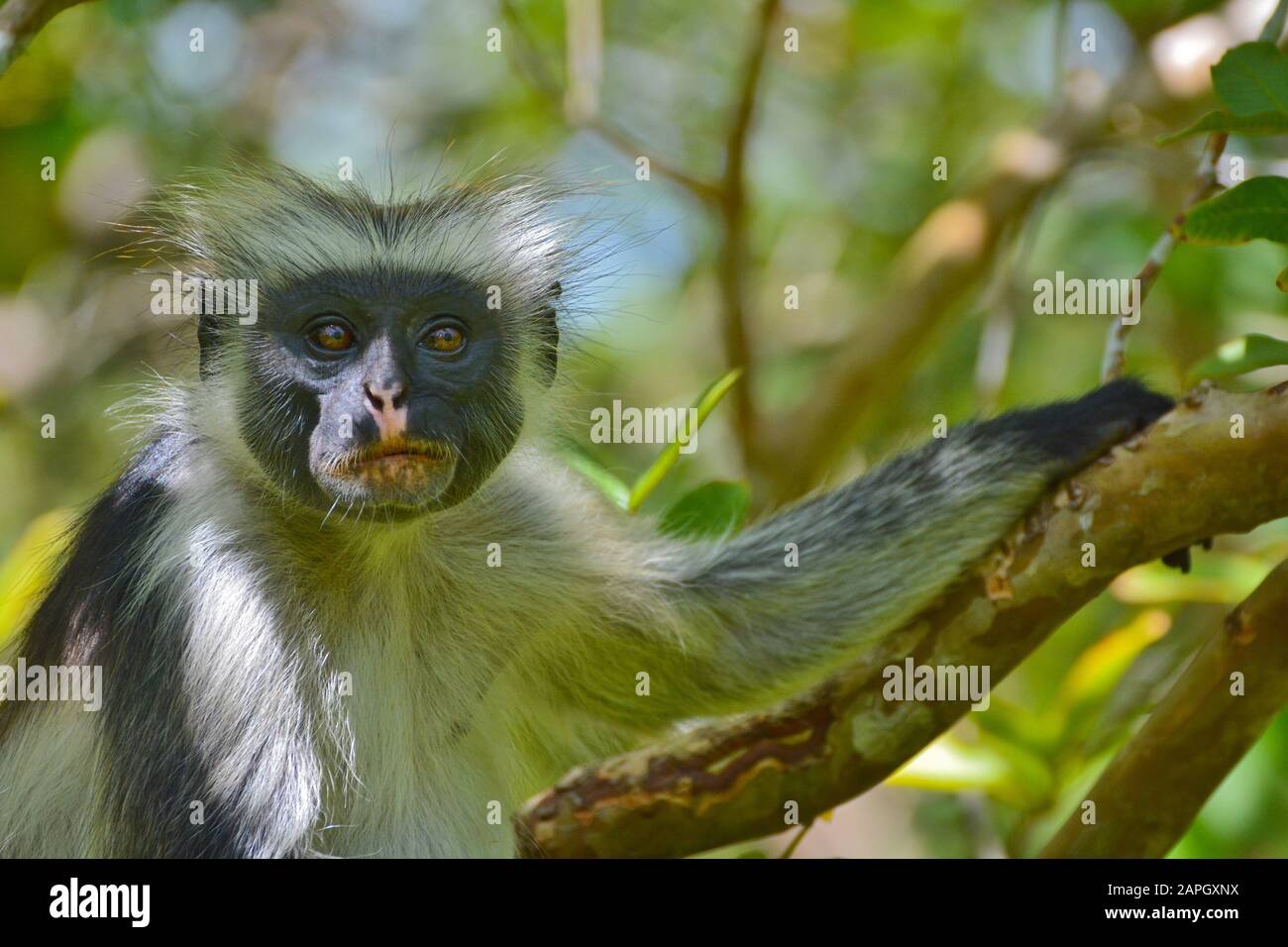 Una scimmia colobus rossa a rischio di estinzione di Zanzibar (Piliocobus kirkii), seduta su un albero nella foresta di Jozani, Zanzibar Foto Stock