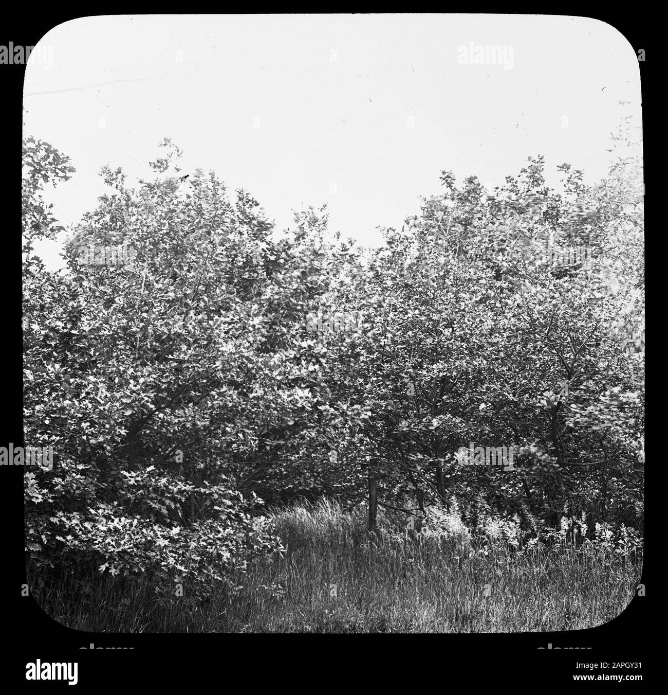 Overgrown dune pan Data: Parole Chiave non date: Dune, bellezze naturali salvate, terre selvagge Foto Stock