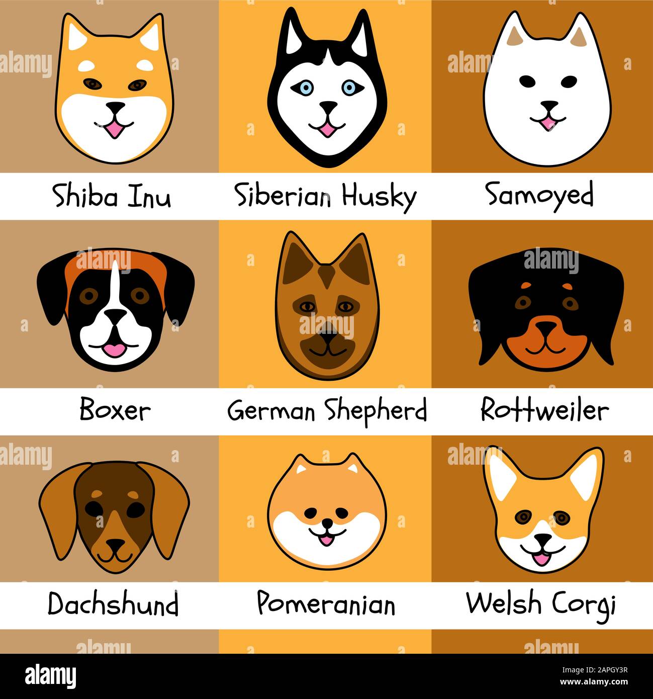 Nove razze di cani: Shiba inu e siberian Husky, samoyed e boxer, pastore e  rottweiler tedeschi, dachshund, pomerani e gorgi gallesi Immagine e  Vettoriale - Alamy