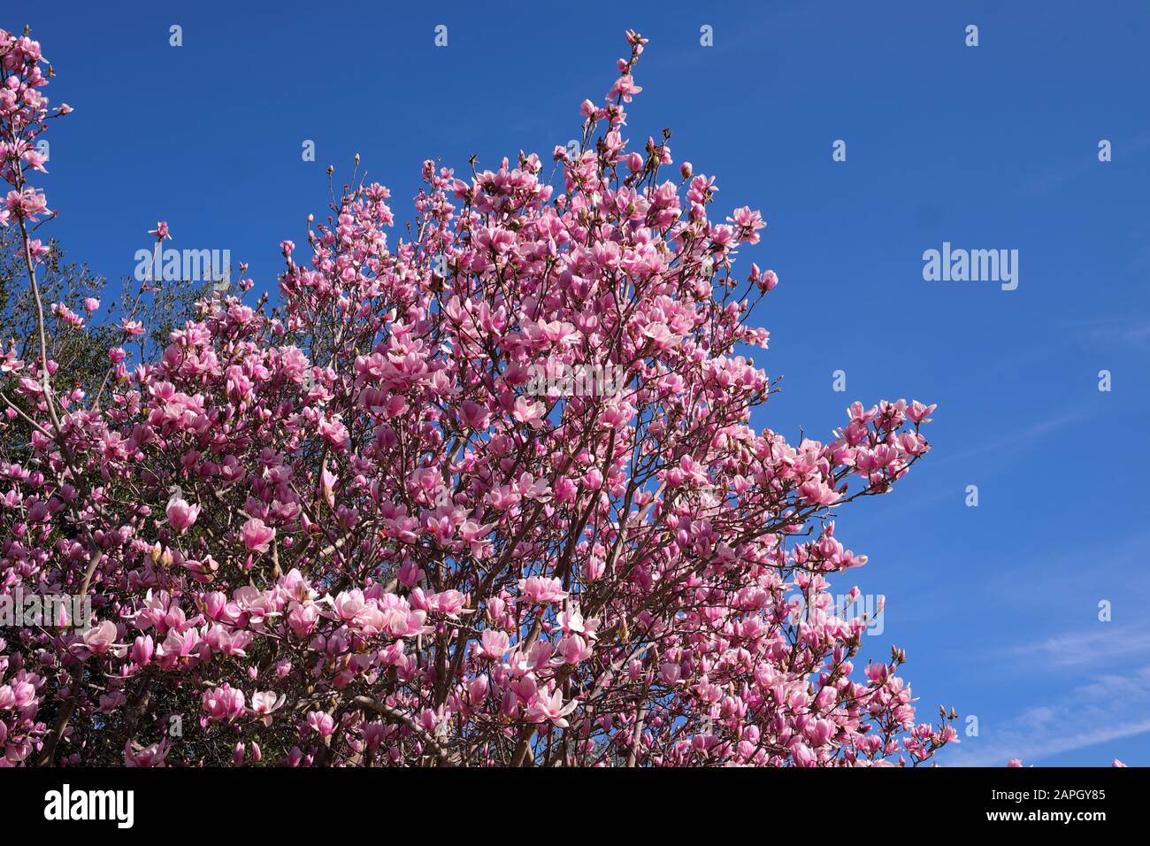 Brillante Tono Di Viola Rossiccio Foglie Contro Clear Sky Blue Nel Parco Pubblico Foto Stock